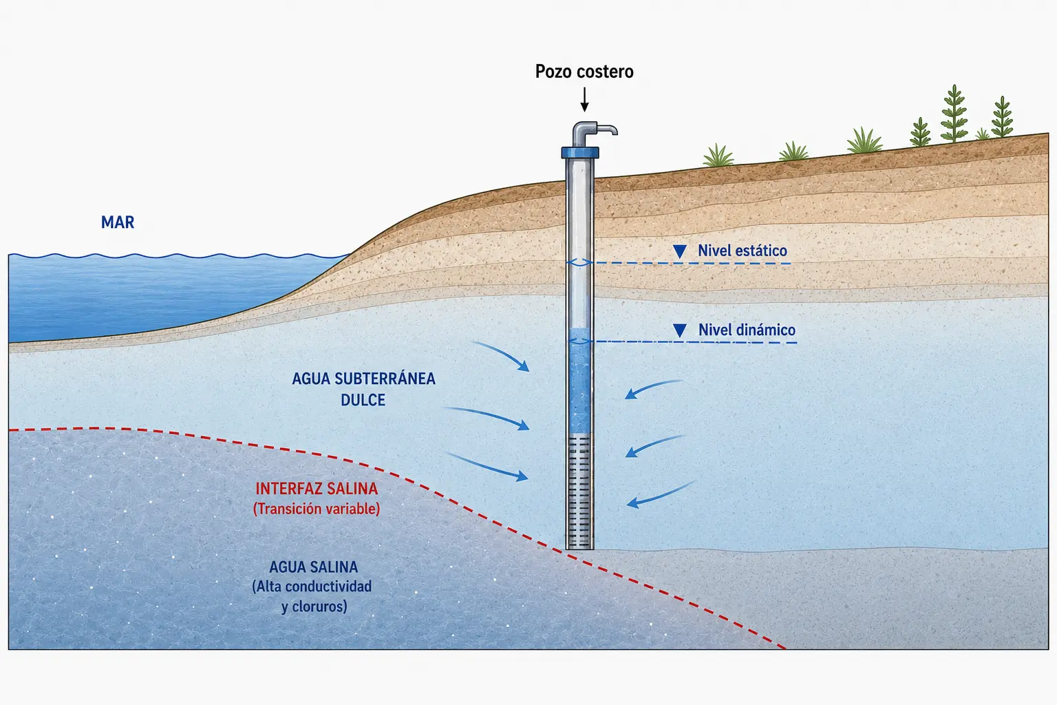 Conceptual model of a coastal aquifer showing freshwater, saltwater, groundwater level, marine influence and a pumping well